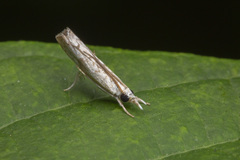 Culladia hastiferalis