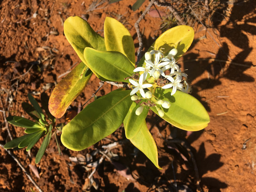 Coelospermum