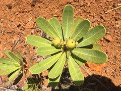 Xanthostemon aurantiacus