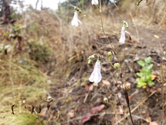 Conanthera campanulata