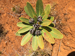 Xanthostemon aurantiacus