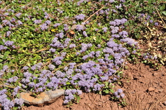 Ceanothus prostratus prostratus
