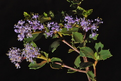 Ceanothus prostratus prostratus