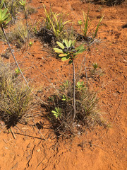 Xanthostemon aurantiacus