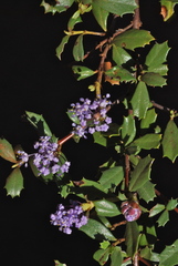 Ceanothus prostratus prostratus