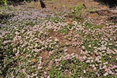 Ceanothus prostratus prostratus