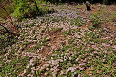 Ceanothus prostratus prostratus