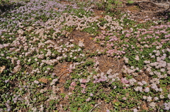 Ceanothus prostratus prostratus