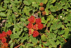 Ceanothus prostratus prostratus