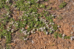Ceanothus prostratus prostratus
