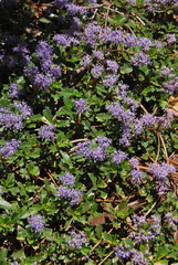 Ceanothus prostratus prostratus