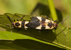 Oncopeltus cingulifer