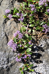Ceanothus prostratus prostratus