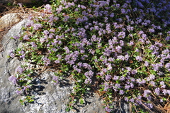 Ceanothus prostratus prostratus
