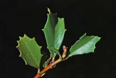 Ceanothus prostratus prostratus