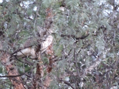 Buteo platypterus