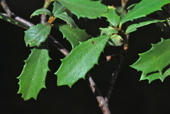 Ceanothus prostratus prostratus