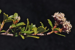 Ceanothus prostratus prostratus