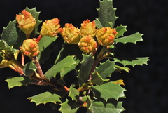 Ceanothus prostratus prostratus