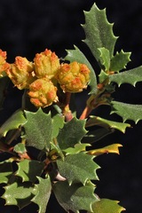 Ceanothus prostratus prostratus