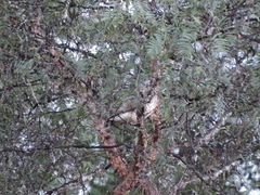 Buteo platypterus