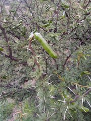 Prosopis ferox