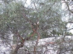 Buteo platypterus