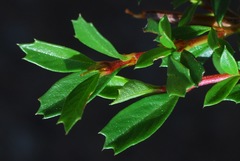 Ceanothus prostratus prostratus