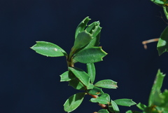 Ceanothus prostratus prostratus