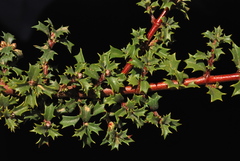 Ceanothus prostratus prostratus