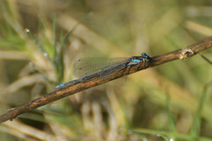 Cyanallagma bonariense
