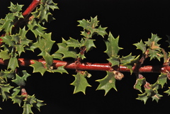 Ceanothus prostratus prostratus