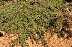 Ceanothus prostratus prostratus