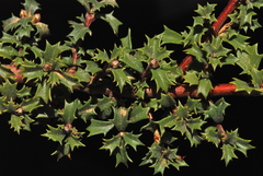 Ceanothus prostratus prostratus