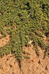 Ceanothus prostratus prostratus