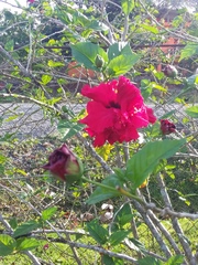Hibiscus
