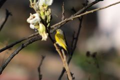 Leiothlypis ruficapilla