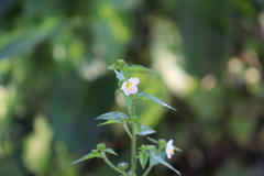 Kosteletzkya depressa