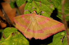 Rhodostrophia calabra