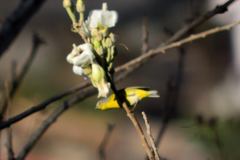 Leiothlypis ruficapilla