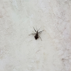 Harpactor tuberculosus