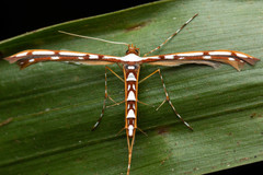 Cosmoclostis aglaodesma