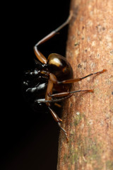 Polyrhachis flavibasis