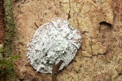 Emcephalus floccosus