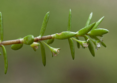 Crassula helmsii