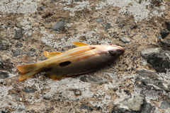 Lutjanus fulviflamma