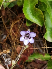 Conanthera