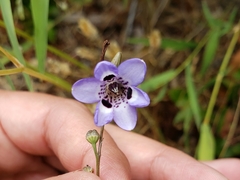 Conanthera