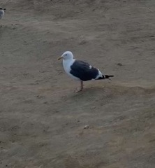 Larus occidentalis