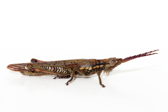 Macrolobalia ocellata